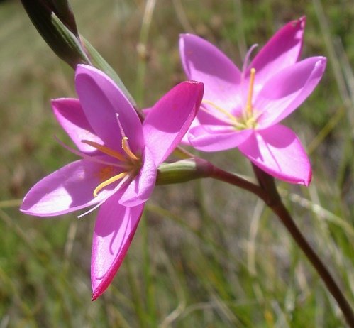 Hesperantha baurii subsp. baurii anthers and style branches